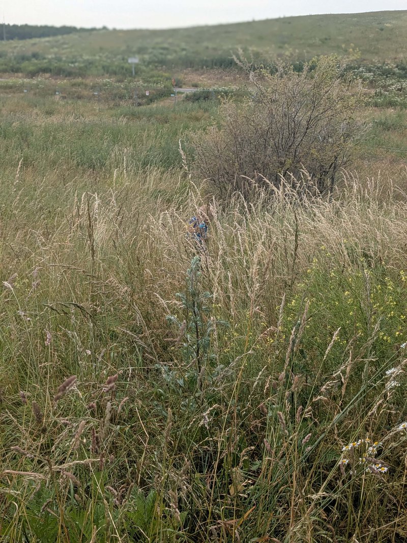 4åringen som försvann