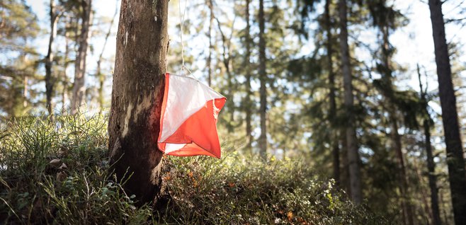 skog kontrollnatur