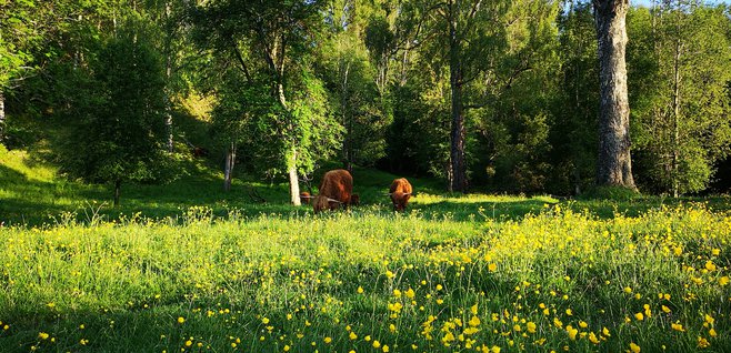 Highland Cattle vid Mellsta