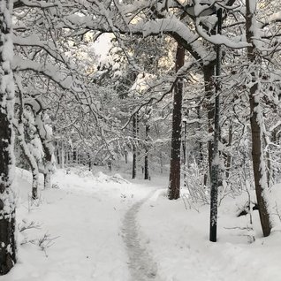 Snö i skog med stig