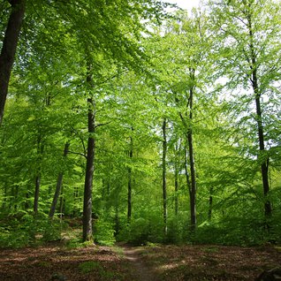 bokskog