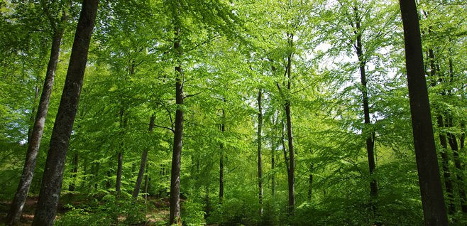 bokskog