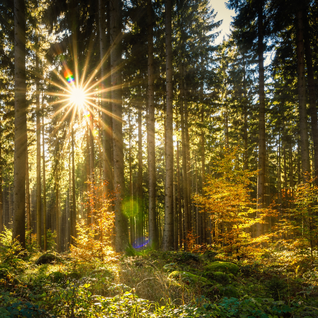 Fånga naturens färger