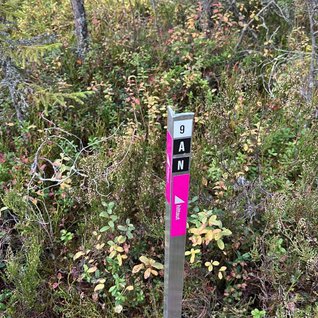Checkpoint i skog