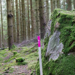 Checkpoint vid sten i granskog