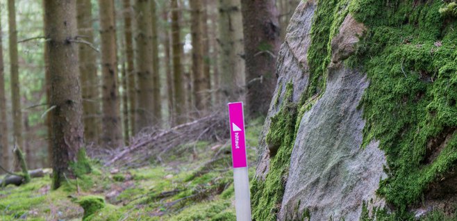 Checkpoint vid sten i granskog