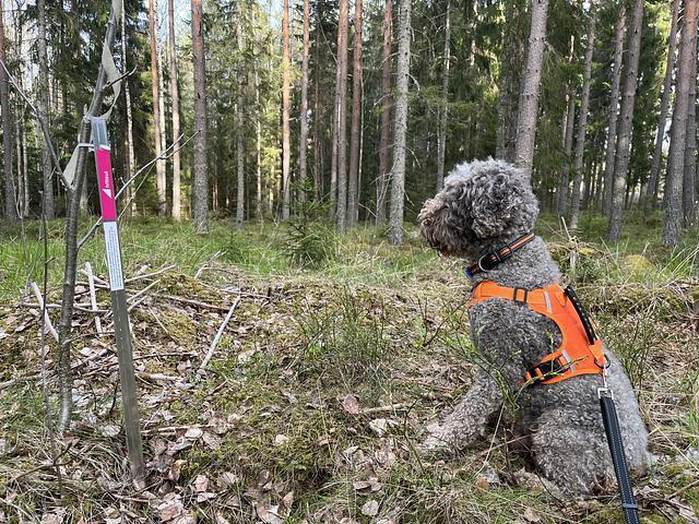 Hitta ut_bild Alleima