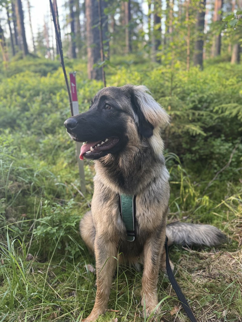 Hitta ut_bild Alleima2