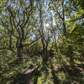 Hittaut på Öckerö i september