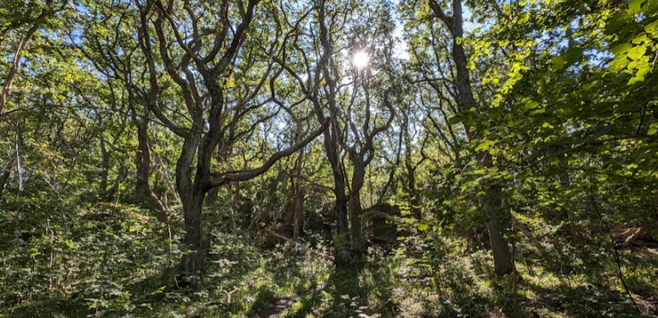 Hittaut på Öckerö i september