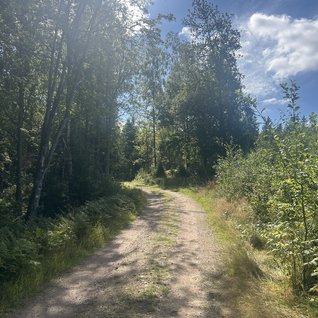 Skogarna runt Kypesjön