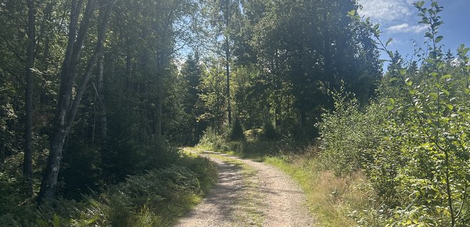 Skogarna runt Kypesjön