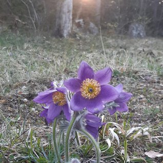 Nipsippa på Torsburgen