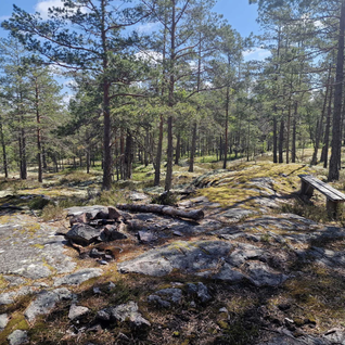 Sörtorpsskogen
