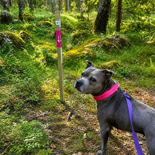Staffen_greta