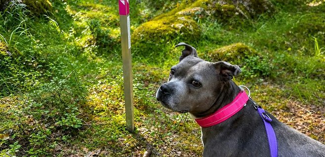 Staffen_greta