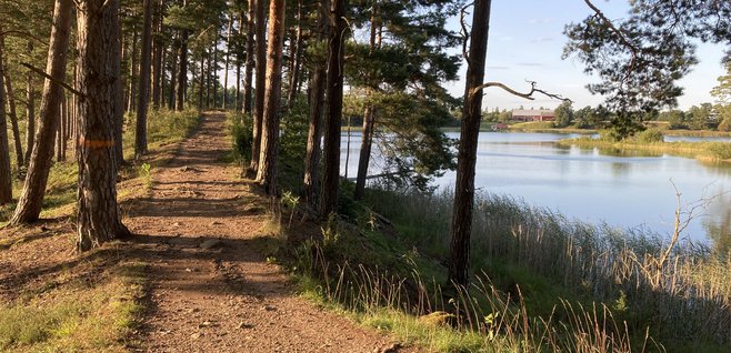 skogssjön.JPEG