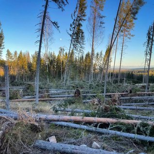 stormfälld skog (1)