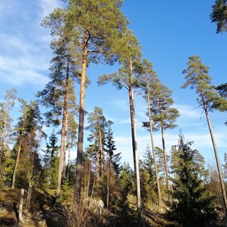 Runbyskogen
